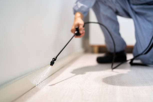 Licensed Wasp Removal service in Wayne, MI - Show Me Pest Control